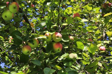 Bahçedeki dallarda bir sürü elma, yakın plan.