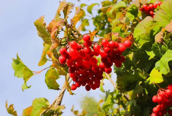 Ramo Guelder Aumentou Viburnum Com Bagas Vermelhas Brilhantes Maduras Close — Fotografia de Stock