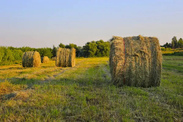 Szénabálák Esti Napfény Által Megvilágított Mezőn — Stock Fotó