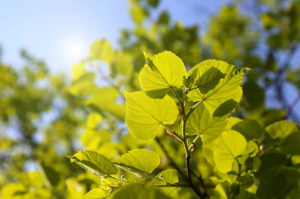 Čerstvě Zelené Listy Jarní Lípy Osvětlené Sluncem Detailní Záběr — Stock fotografie
