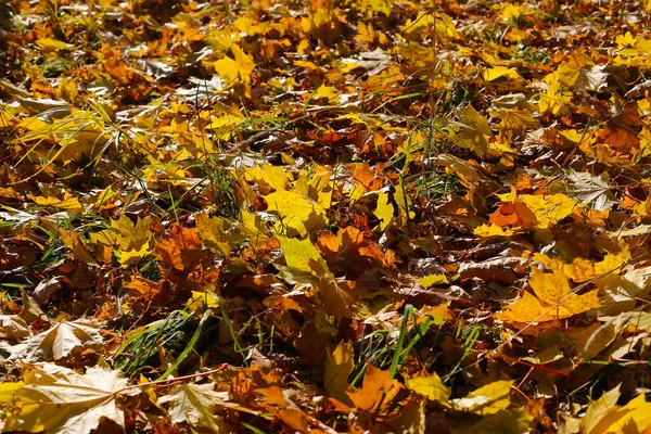 Красивый Осенний Фон Крупным Планом Опавший Лист Кленового Дерева Светится — стоковое фото