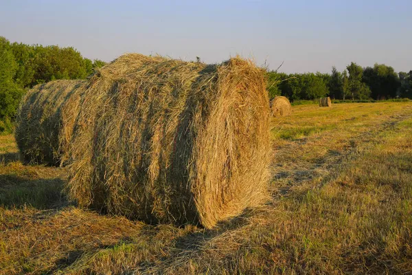 Hay Bálák Területen Világít Lenyugvó Nap Ellen Fák — Stock Fotó