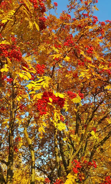 秋の晴れた日に明るい赤い果実と黄色の葉を持つローワンまたは山灰 — ストック写真