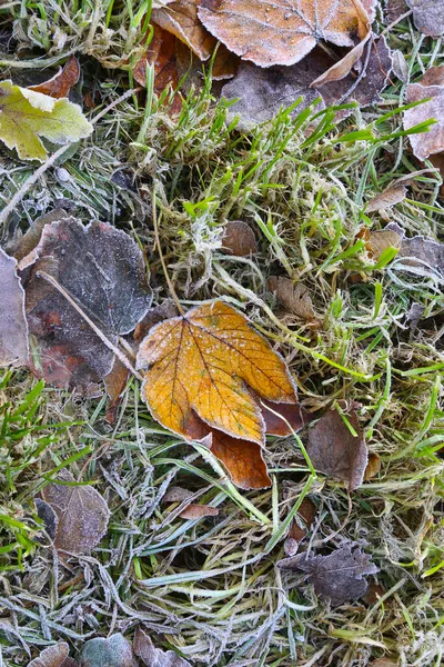 霜で覆われた芝生の上の秋の木の落ち葉 クローズアップ自然背景 — ストック写真