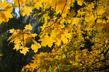 Sonbahar akçaağaç dalları. Güneşle aydınlatılmış sarı parlak yapraklar. 