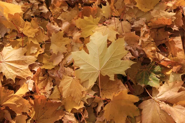 Hösten Bakgrund Från Fallna Löv Lönn Träd Belyst Solljus — Stockfoto