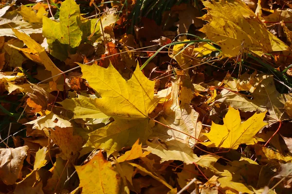 Bello Sfondo Autunnale Foglie Cadute Acero Che Brillano Alla Luce — Foto Stock