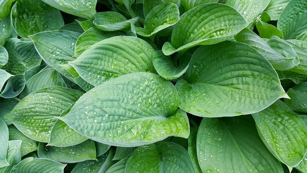 Hosta Folhas Cobertas Com Gotas Água Fundo Verde Natural — Fotografia de Stock