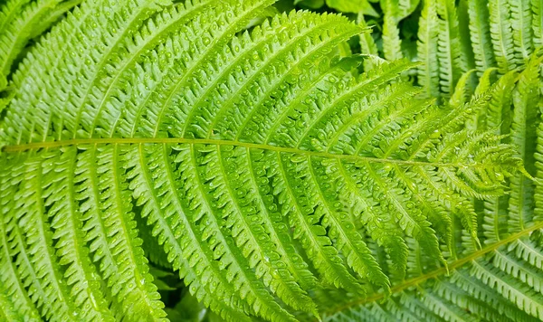 Follaje Verde Fresco Arbusto Helecho Con Gotas Agua Hermoso Fondo —  Fotos de Stock