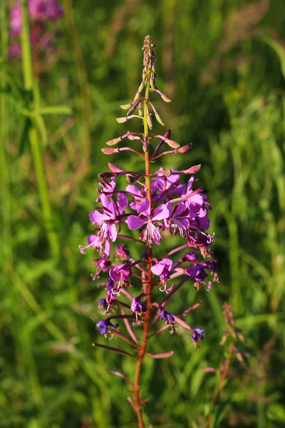 ウィローハーブやイワンティーやエピロビウムAngustifoliumやChamaenerion Angustifoliumの美しい明るいピンクの花は ファイアウォール雑草として知られているか 素晴らしいウィロブやローズベイウィロブとして夏の牧草地で閉じます — ストック写真