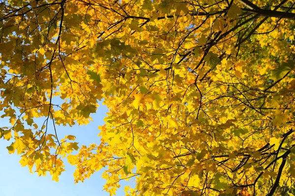 Gałęzie Jesiennego Klonu Żółtymi Jasnymi Liśćmi Oświetlonymi Słońcem — Zdjęcie stockowe