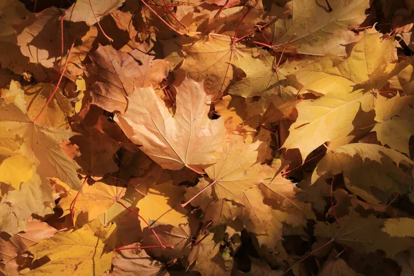Fundo Outono Folhas Caídas Árvore Bordo Iluminado Pela Luz Solar — Fotografia de Stock