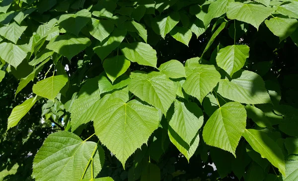 Folhas Verdes Frescas Tília Primavera Iluminadas Pela Luz Solar Close — Fotografia de Stock