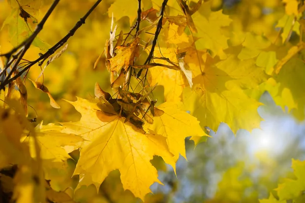 Hojas Color Amarillo Brillante Semillas Aladas Arce Otoño Iluminadas Por — Foto de Stock