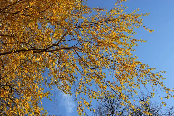 Branches Autumn Birch Tree Bright Yellow Leaves Blue Sky — Stock Photo, Image