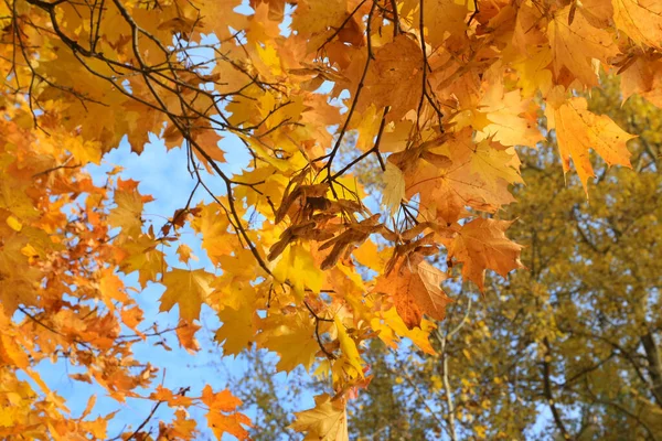 明るい赤の葉と太陽の光に照らされた秋のカエデの枝の翼の種 クローズアップ — ストック写真