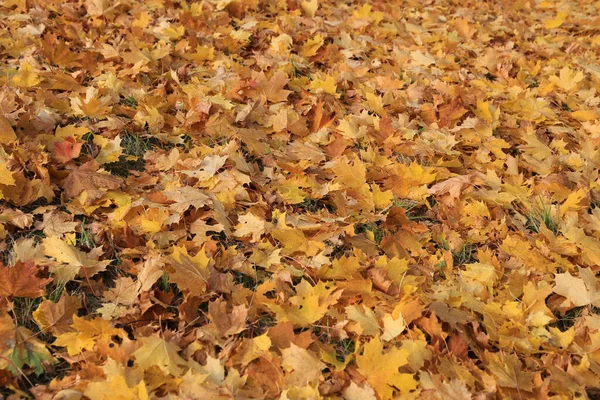 Autunno Sfondo Naturale Luminose Foglie Oro Acero Terra Primo Piano — Foto Stock