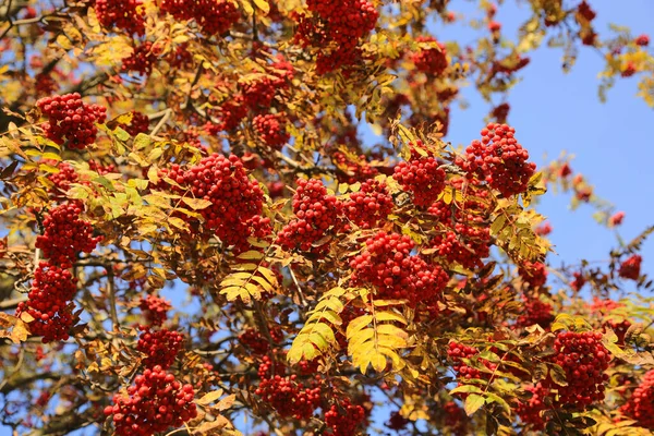 Zweige Von Eberesche Oder Eberesche Mit Leuchtend Roten Beeren Und — Stockfoto