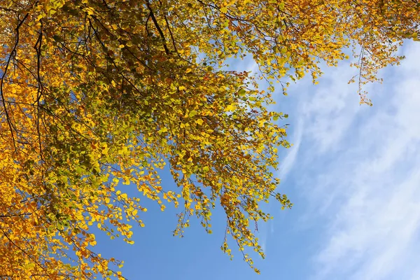 Sonbahar Huş Ağacının Dalları Masmavi Gökyüzünde Parlak Sarı Yapraklarla — Stok fotoğraf