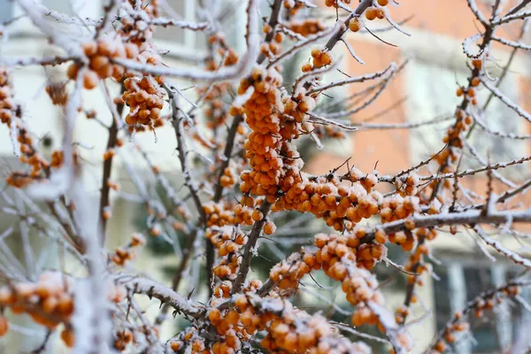 Rami Olivello Spinoso Con Bacche Arancioni Brillanti Ricoperte Neve Primo — Foto Stock