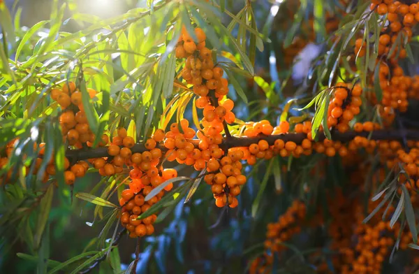 Sea Buckthorn Branch Bright Ripe Berries Illuminated Sunlight Close — Stock Photo, Image