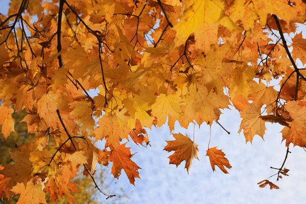 Feuilles Rouge Vif Graines Ailées Branches Érable Automne Éclairées Par — Photo