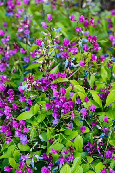 Vackra Blommor Lathyrus Vernus Våren Vetchling Eller Vårärta Blommar Vår — Stockfoto