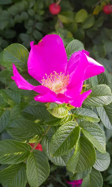 Krásné Růžové Květy Psího Keře Zblízka — Stock fotografie