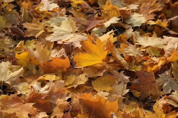 Hösten Ljusa Gyllene Blad Lönn Träd Marken Närbild Naturlig Bakgrund — Stockfoto