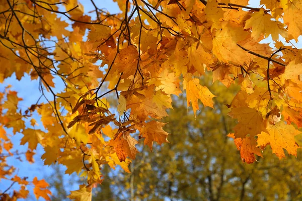 Bright Red Leaves Winged Seeds Autumn Maple Branches Lit Sunlight — Stock Photo, Image