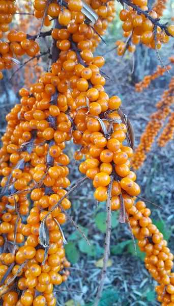 Ramo Mar Buckthorn Com Bagas Laranja Maduras Brilhantes Close — Fotografia de Stock