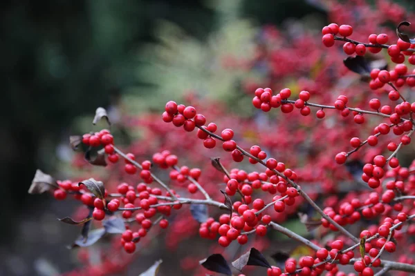 Leuchtend Rote Winterbeeren Ilex Verticillata Kahlen Zweigen Nahaufnahme lizenzfreie Stockfotos