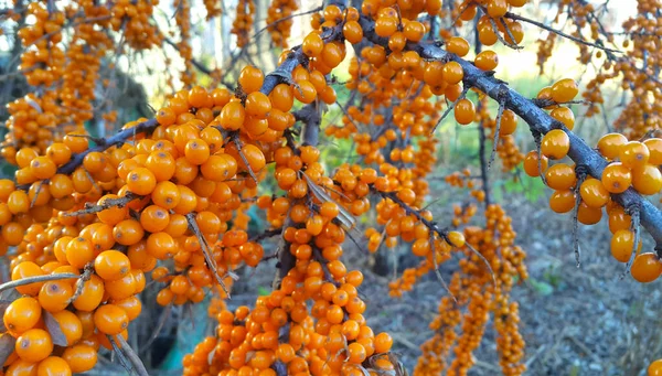 Větvička Rakytníku Jasně Zralými Pomerančovými Bobulemi Zblízka — Stock fotografie