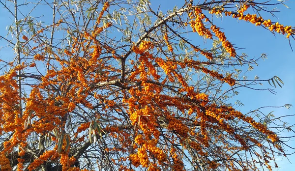 Ramos Mar Buckthorn Com Bagas Maduras Brilhantes Contra Fundo Céu — Fotografia de Stock