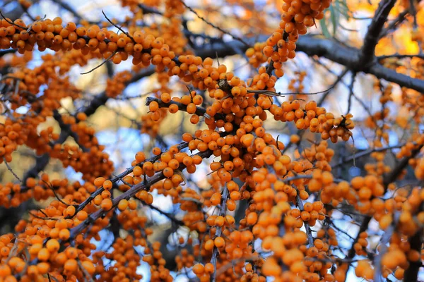 Ветка Облепихи Яркими Спелыми Апельсиновыми Ягодами Крупным Планом — стоковое фото