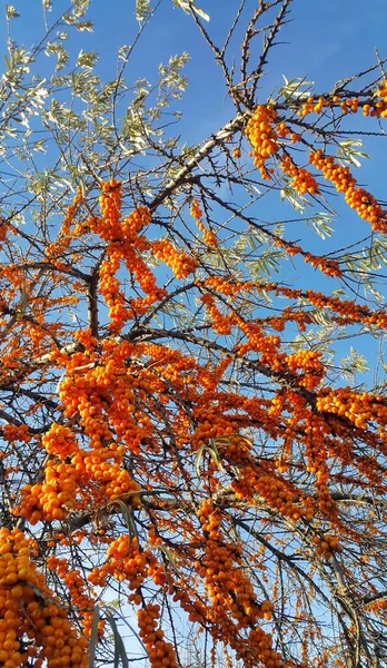 Sea Buckthorn Branches Bright Ripe Berries Blue Sky Background — Stock Photo, Image