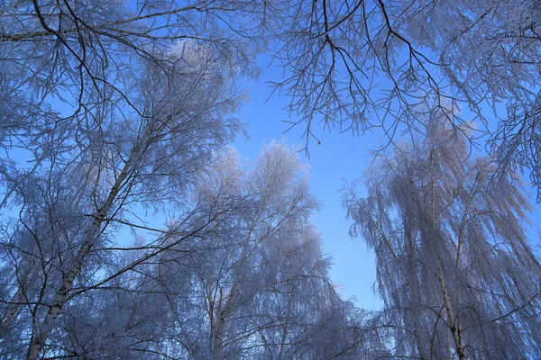 Ağaçların Güzel Dalları Karla Kaplı Mavi Gökyüzünün Arka Planında Donmakta — Stok fotoğraf