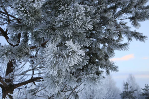 Beautiful Pine Branches Covered Frost Evening Close Stockfoto