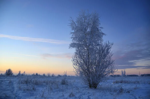 Winter Landscape Tree Covered Hoarfrost Beautiful Evening Sky — Stockfoto