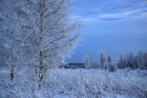 Prachtig Winterlandschap Avond Bomen Planten Bedekt Met Sneeuw Vorst — Stockfoto