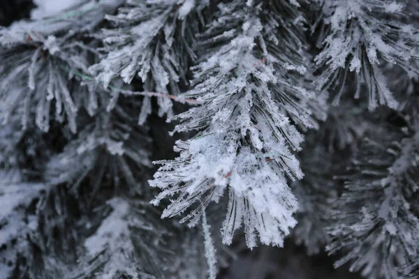 Beautiful Pine Branches Covered Frost Decorations Christmas Winter Close — Stock fotografie
