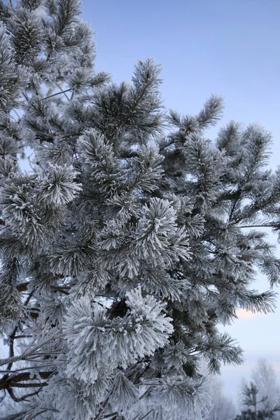Piękne Gałązki Sosny Pokryte Mrozem Zimie Zbliżenie — Zdjęcie stockowe