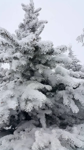 美丽的针叶树 冬季被霜冻覆盖 — 图库照片