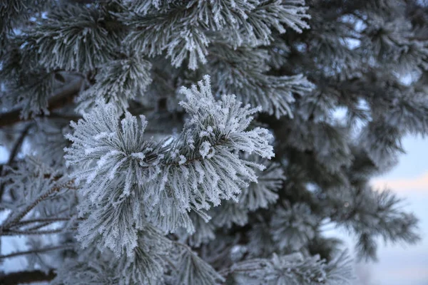 Belles Branches Pin Couvertes Givre Hiver Gros Plan — Photo