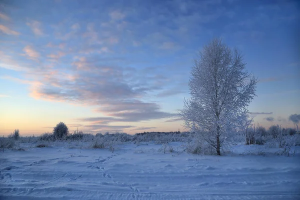 Winter Landscape Tree Covered Hoarfrost Beautiful Evening Sky — Foto Stock