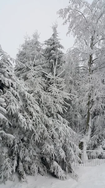 雪に覆われた木々と美しい冬の風景 — ストック写真