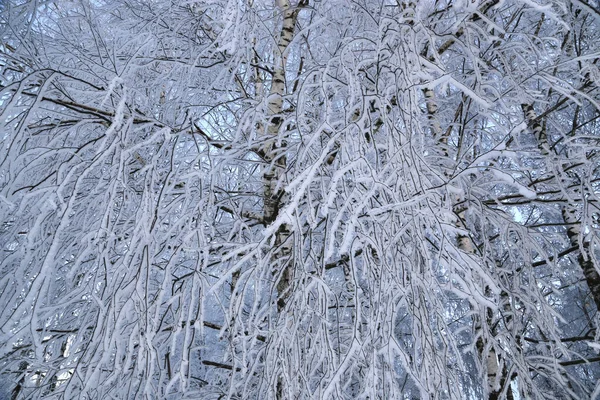Prachtige Takken Van Berken Bedekt Met Sneeuw Vorst Winter Achtergrond — Stockfoto