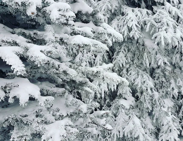 冬の山の雪に覆われた美しい針葉樹の木 — ストック写真