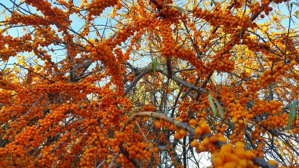 Větve Rakytníku Jasně Zralými Pomerančovými Bobulemi Zblízka — Stock fotografie