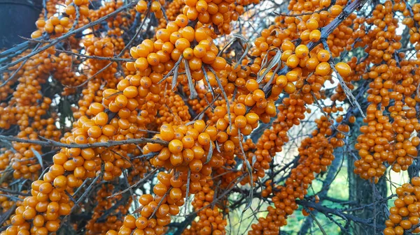 Sea Buckthorn Branch Bright Ripe Orange Berries Close — Stock Photo, Image